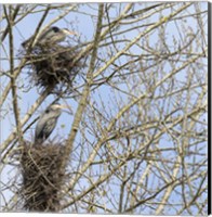 Framed Great Blue Herons, on nest at rookery