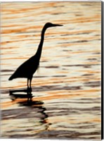 Framed Silhouette of Great Blue Heron in Water at Sunset