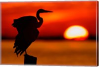 Framed Silhouette of Great Blue Heron Stretching Wings at Sunset