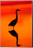 Framed Great Blue Heron Fishing at Sunset