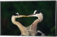 Framed Great Blue Heron Pair, Venice, Florida