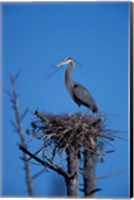 Framed Great Blue Heron bird, Lubberland Creek, NH