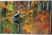 Framed Great Blue Heron in Fall Reflection, Adirondacks, New York