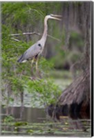 Framed Great Blue Heron bird, Caddo Lake, Texas
