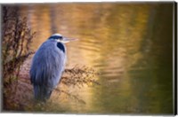 Framed Washington, Seabeck Great Blue Heron bird