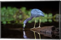 Framed Little Blue Heron