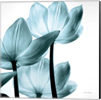 Framed 'Translucent Tulips III Sq Aqua' border=