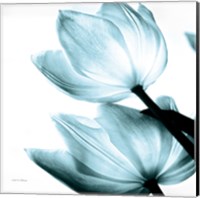 Framed Translucent Tulips II Sq Aqua