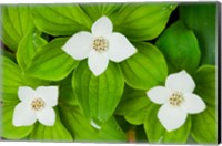 Framed Bunchberry in Bloom on Monadnock Mountain, Lemington, Vermont