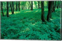 Framed Sensitive Ferns and Silver Maples, Floodplain Forest, Upper Merrimack River, New Hampshire