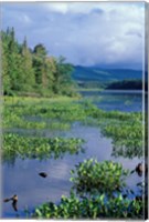 Framed Pickerel Weed, Pontook Reservoir, Androscoggin River, New Hampshire