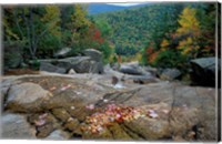 Framed Fall Foliage, Appalachian Trail, White Mountains, New Hampshire