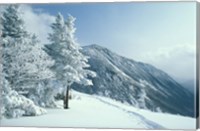 Framed Snow Covered Trees and Snowshoe Tracks, White Mountain National Forest, New Hampshire