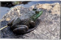 Framed Bull Frog in a Mountain Pond, White Mountain National Forest, New Hampshire