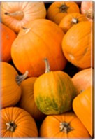 Framed Pumpkins at the Moulton Farm, Meredith, New Hampshire