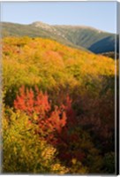 Framed Mount Lafayette in fall, White Mountain National Forest, New Hampshire