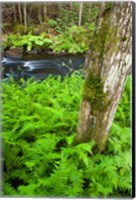 Framed Fern flora, Greenough Brook, New Hampshire