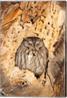 Framed Eastern Screech Owl, Rye, New Hampshire