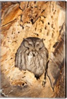 Framed Eastern Screech Owl, Rye, New Hampshire