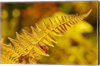 Framed New Hampshire, Fern frond flora