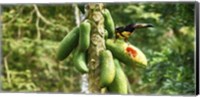 Framed Toucan Bird Feeding on Papaya Tree, Costa Rica