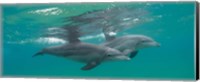 Framed Two Bottle-Nosed Dolphins Swimming in Sea, Sodwana Bay, South Africa