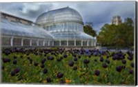 Framed Palm House in the Botanic Gardens, Northern Ireland