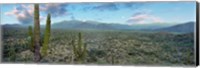 Framed Cardon Cactus, Baja California Sur, Mexico