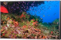 Framed Coral Cod and Anthias fish, Viti Levu, Fiji