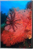 Framed Pristine Gorgonian Sea Fans marine life, Fiji