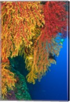 Framed Gorgonian Sea Fan, Marine life, Viti Levu Fiji
