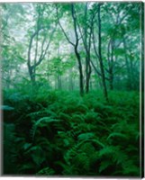 Framed Forest Ferns in Misty Morning, Church Farm, Connecticut