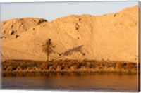 Framed Palm Tree on the Bank of the Nile River, Egypt