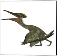 Framed Flying Pterodactylus  Reptile