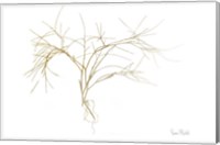 Framed Twiggy Algae Gold on White
