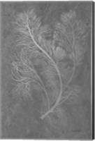 Framed Fern Algae Silver on Black 2