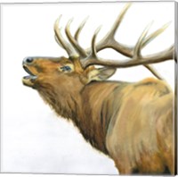 Framed Majestic Elk Brown Crop