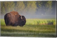 Framed Bison In Morning Light