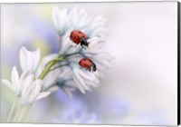 Framed Ladybirds