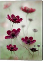 Framed Cosmos Sway