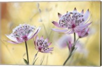 Framed Astrantia Major