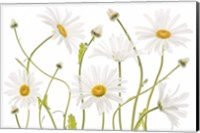 Framed Ox Eye Daisies