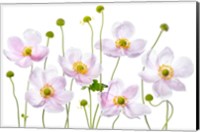 Framed Japanese Anemones