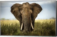 Framed Encounters In Serengeti