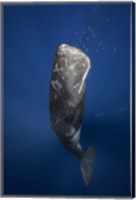 Framed Candle Sperm Whale