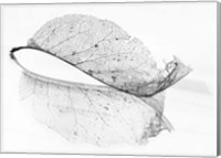 Framed Old Leaf