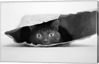 Framed Cat In A Bag