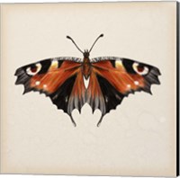 Framed Butterfly Study V