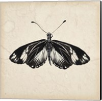 Framed Butterfly Study VI