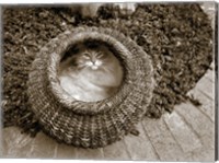 Framed Cat in a Basket